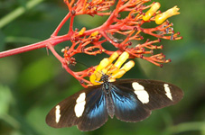 Heliconius Leucadia, H.W. Bates 1862